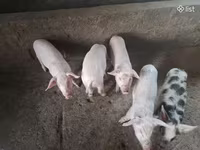 Säue, Schweine — Foto 4