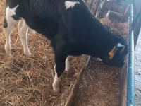 Bull, Simmental cattle — photo 7
