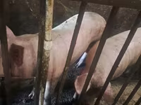 मादा सूअर, सूअर — फ़ोटो 2