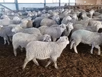 Ոչխար, Kuibyshev sheep — լուսանկար 1