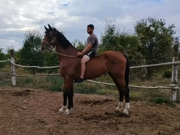 Ат, Голландиялык жылуукандуу