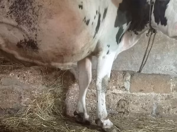मवेशी (लॉट, लिंग निर्दिष्ट नहीं), Russian Black pied cattle