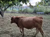 Կով, Խոշոր եղջերավոր — լուսանկար 1