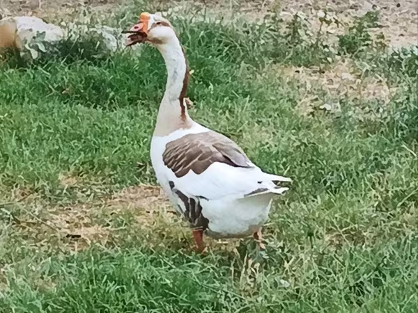 Қытай