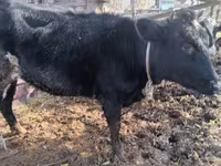 Cow, Cattle — photo 2