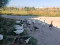 Geese — լուսանկար 3