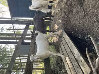 Արու այծ, LaMancha goats — լուսանկար 2