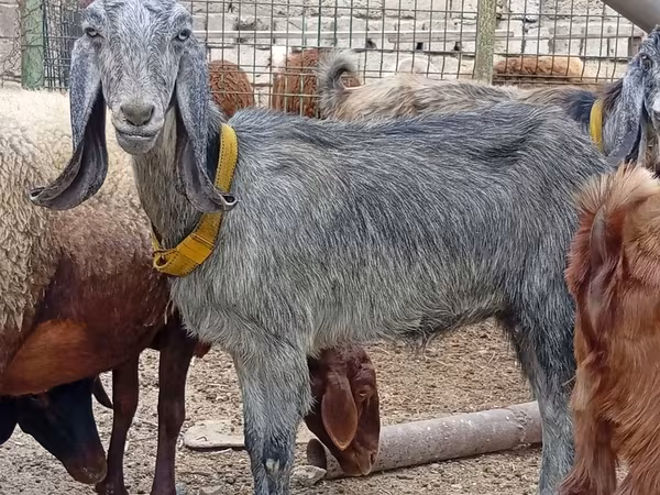 Ешкі, Damask goat