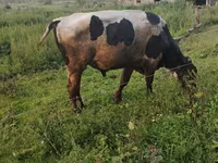 公牛, Cattle — 照片 8