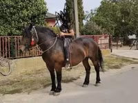 Mare, Hungarian horse breed — photo 7