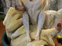 Turkeys — լուսանկար 4