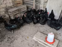 Մալինես — լուսանկար 5