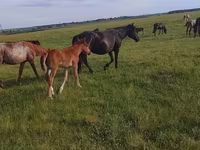 Égua, Cavalos — foto 2