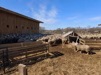 Ոչխար, Kuibyshev sheep — լուսանկար 5