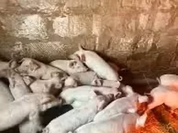मादा सूअर, सूअर — आर्मेनिया