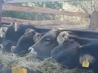 Bull, Cattle — photo 4