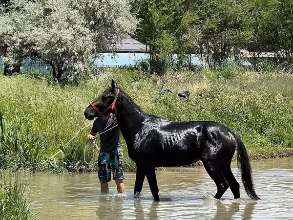 Конь, Карачаевская лошадь