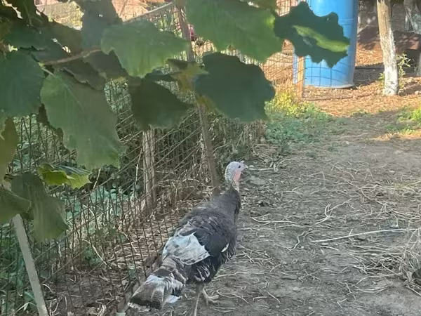 Turkeys — 亚美尼亚
