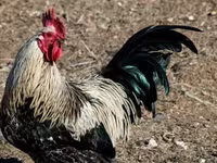 Chickens — լուսանկար 2