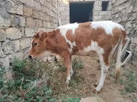 Kuh, Simmental cattle — Foto 5