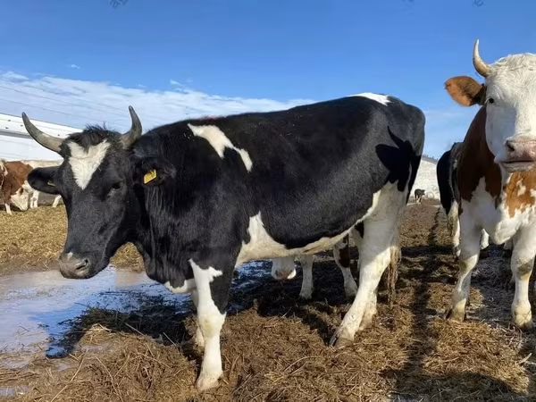 Կով, Russian Black pied cattle