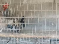 Ռոդ Այլենդ Ռեդ — լուսանկար 4