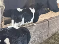 公牛, Russian Black pied cattle — 照片 2