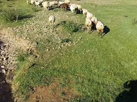 Ոչխար, Ոչխարներ — լուսանկար 1