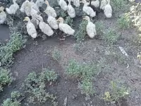Գերմանական Պեկին — լուսանկար 2