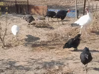 Turkeys — լուսանկար 5