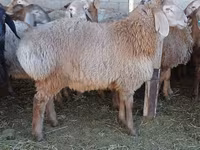 Widder, Arashan sheep — Foto 4