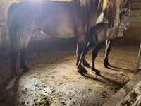 Mare, Kazakh horse — photo 2