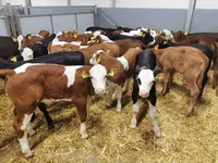 Rinder (Partie, Geschlecht nicht angegeben), Holstein-Rasse — Foto 2