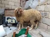 मेढ़ा, भेड़ — फ़ोटो 2