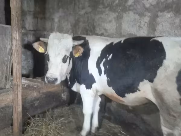 Ցուլ, Russian Black pied cattle