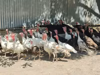 Turkeys — 1-сурет