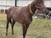 Horse (M), Arabian horse — photo 7