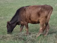 गाय, मवेशी — फ़ोटो 2