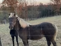 Айғыр, Rocky Mountain Horse — 6-сурет