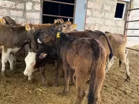 Կով, Խոշոր եղջերավոր — լուսանկար 6