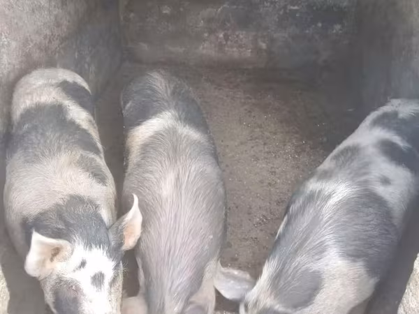 Porca, Porcos