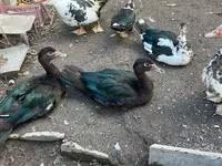 Turkeys — լուսանկար 1