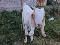 Արու այծ, Gulabi goats — լուսանկար 1