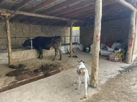 Կով, Swiss cattle — լուսանկար 1