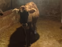 Vaca, Cebú de Azerbaiyán — foto 5