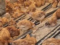 Chickens — լուսանկար 8