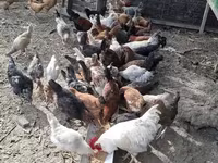 Chickens — photo 3