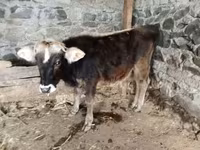 Ցուլ, Խոշոր եղջերավոր — լուսանկար 3