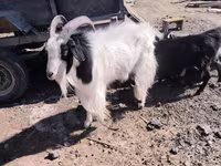 Էգ այծ, Angora goats — լուսանկար 1
