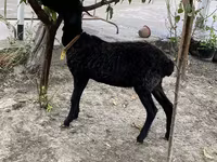 मेढ़ा, Arashan sheep — फ़ोटो 2
